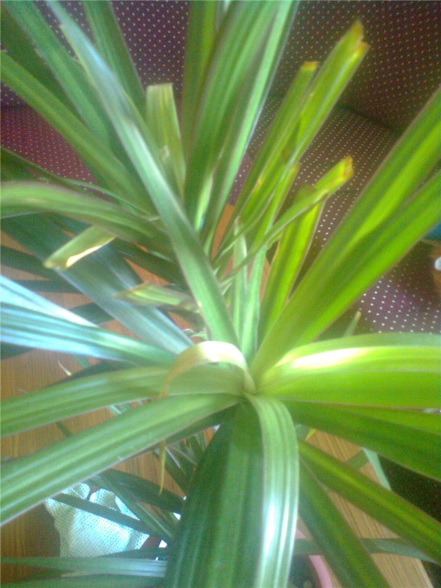 moja dracena